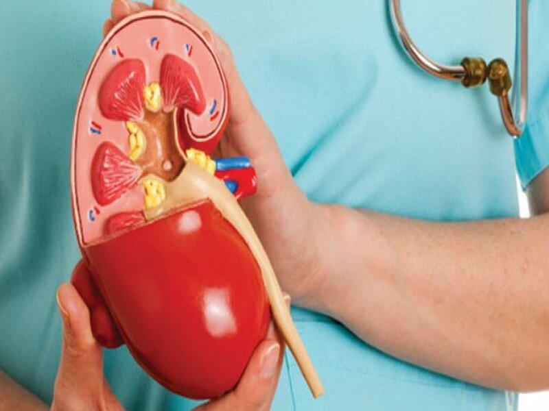 Medical model showing diabetic nephropathy kidney care innovations
