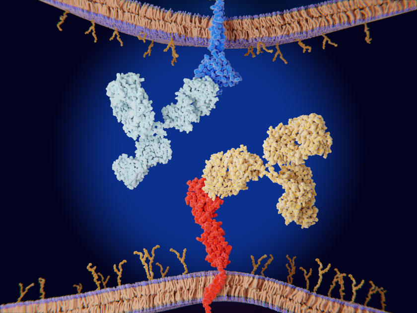 Illustration of immune checkpoint inhibitor cell membrane in relation to diabetes onset