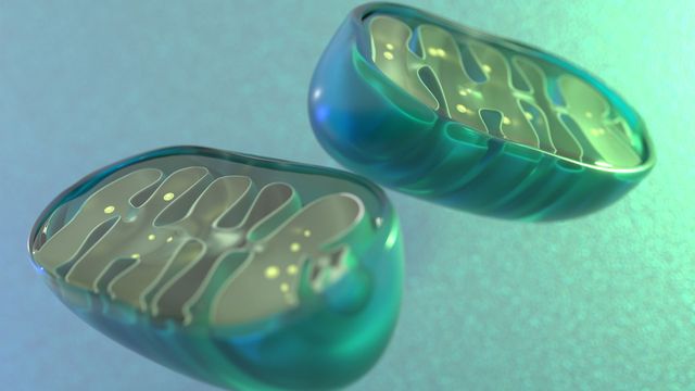 Unlocking Diabetes Clues: 8 New Study Insights on Sugar, Genetics and Treatment 5 New mechanism links mitochondrial dysfunction to type 2 diabetes