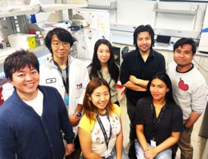 Researchers using FXYD2 marker to select functional stem cell islets for diabetes therapy