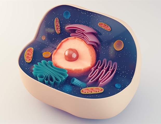 9 Surprising Diabetes Insights: Metformin, Natural Reversal, and Cutting-Edge Therapies 5 3D vascularized stem cell islet model for diabetes research